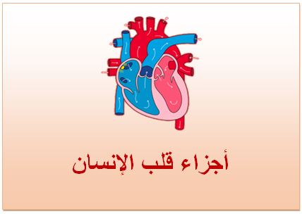 أجزاء قلب الإنسان