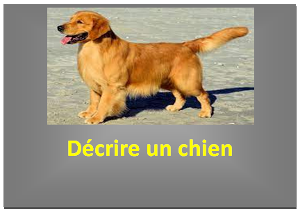 <strong>Décrire un chien</strong>